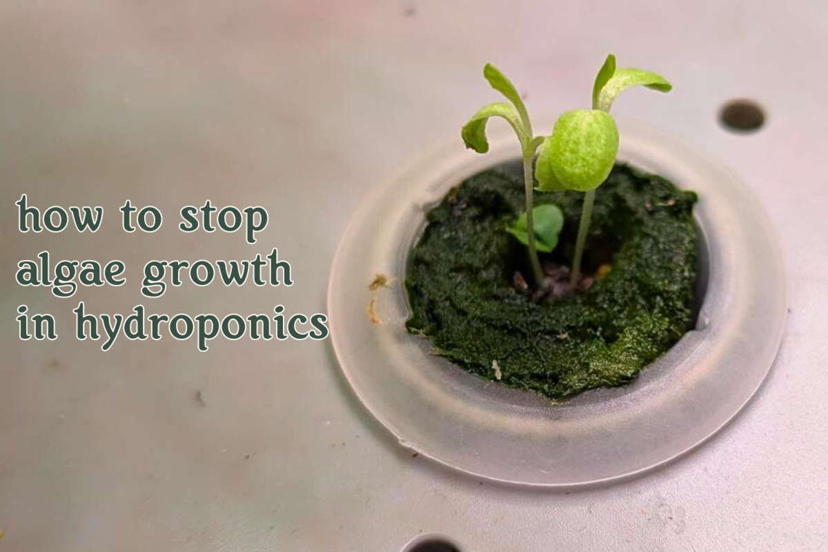 image of hydroponic seedling with algae growing on the cube with the caption "how to stop algae growth in hydroponics" written to the left