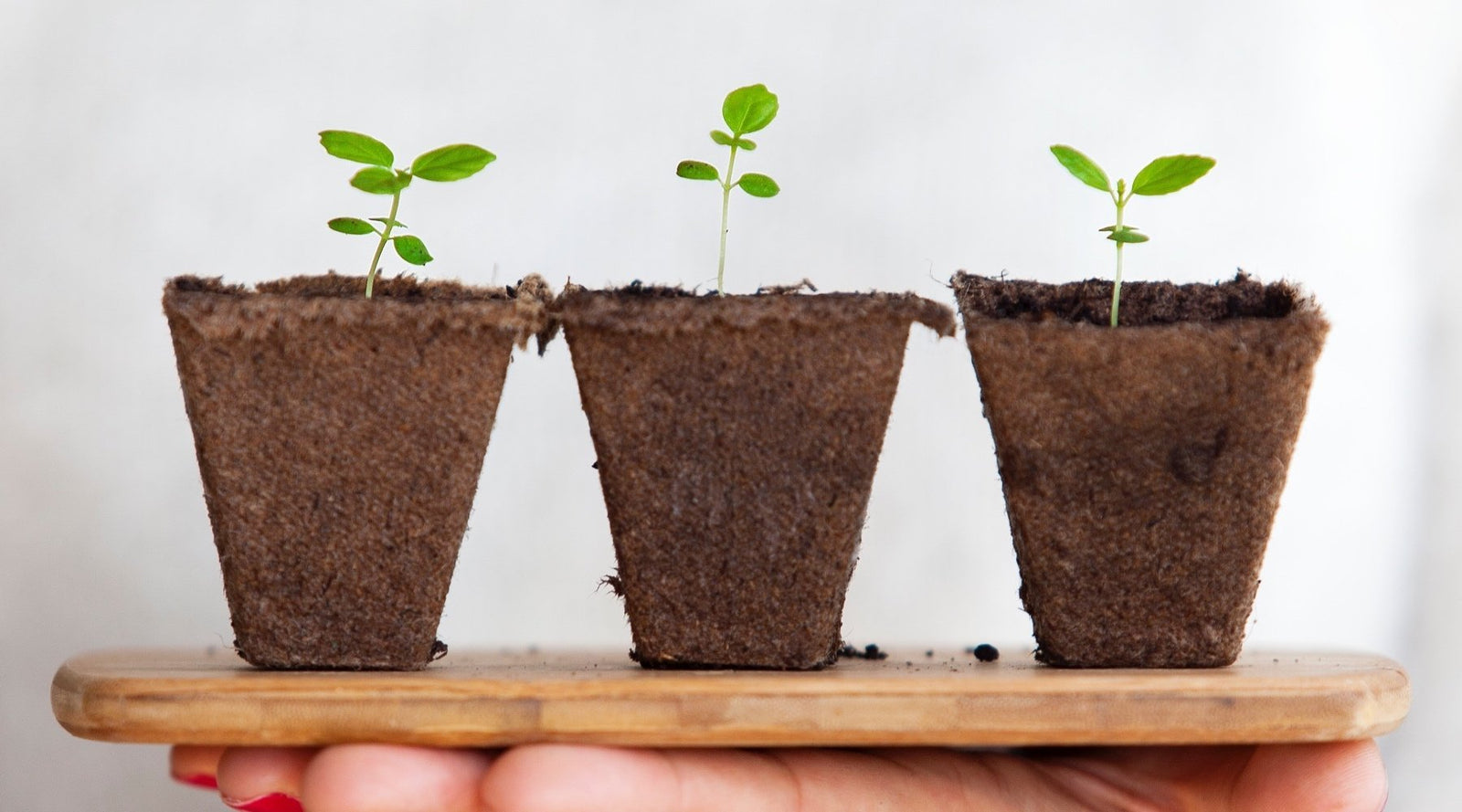 Seeds sprouting in a hydroponic setup