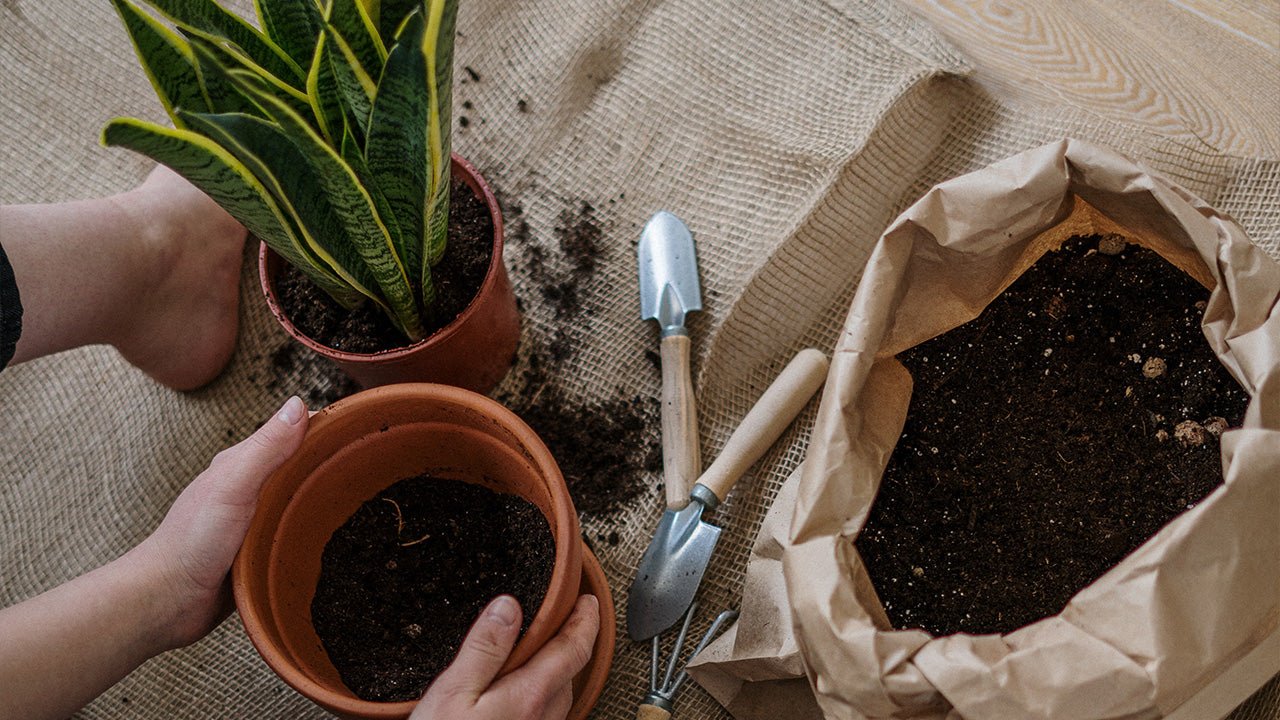 Transplanting a plant into a pot