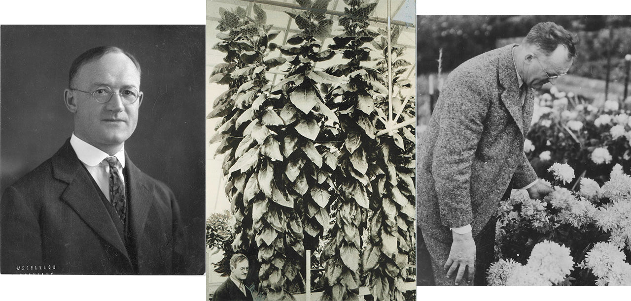 William F. Gericke, the inventor of hydroponics