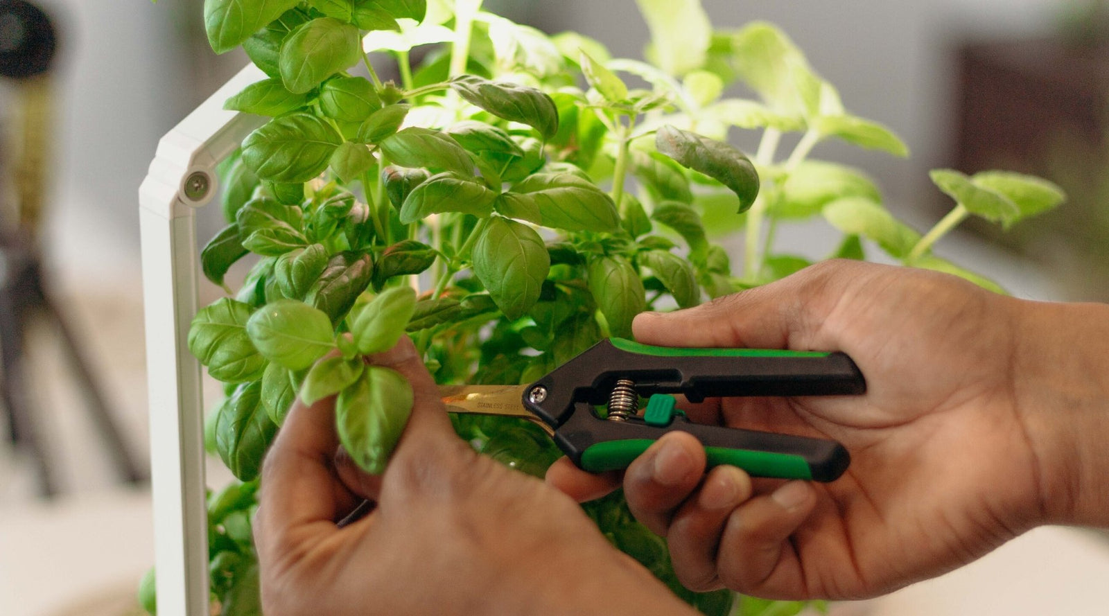 Genovese basil growing indoors