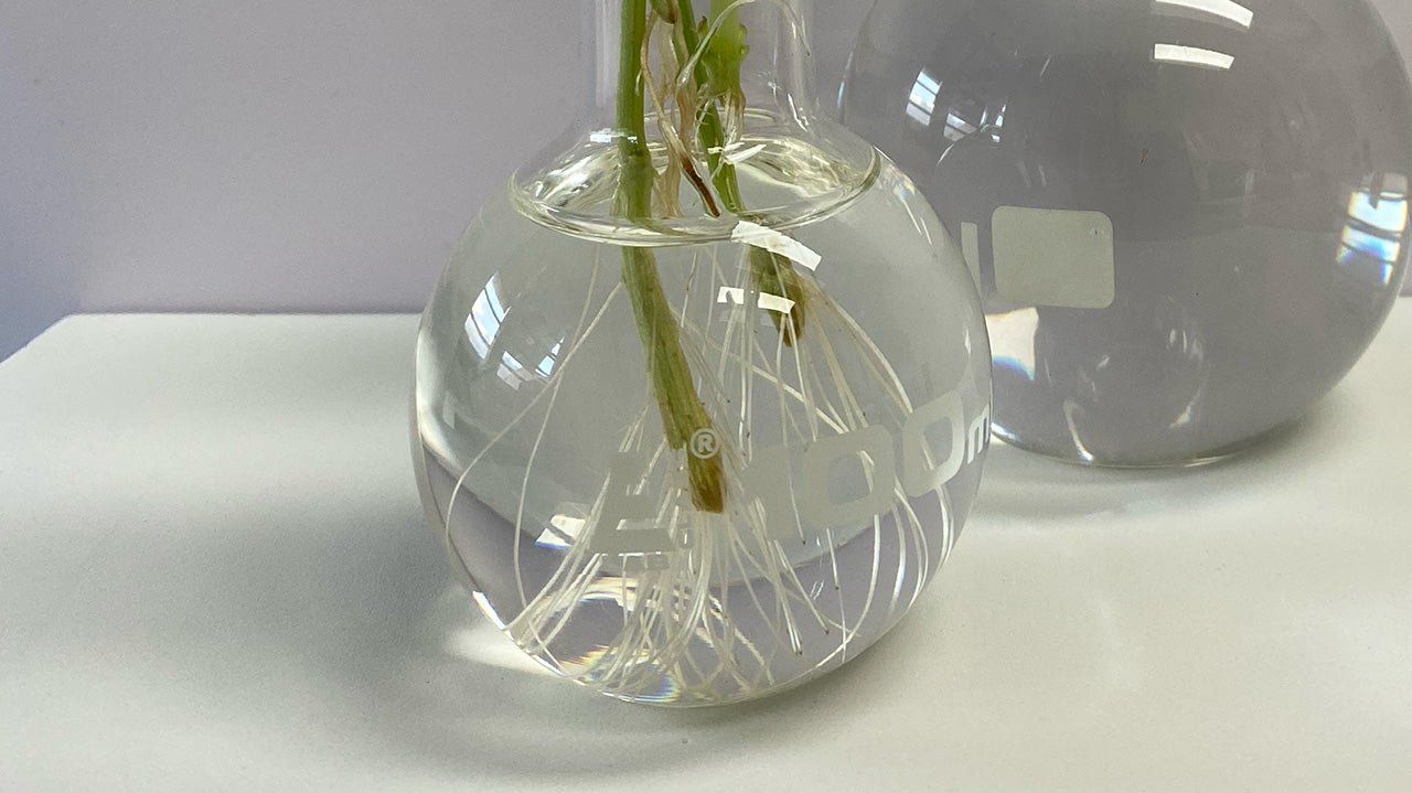 Plant cuttings rooting in glass vials of water