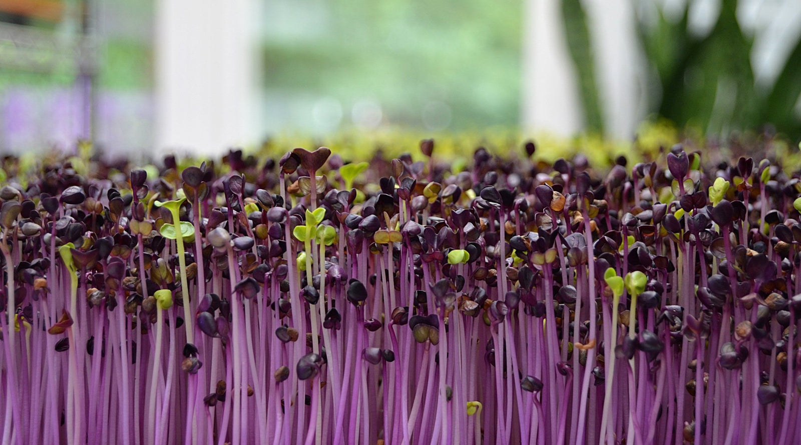 Purple seedlings germinating in a hydroponic garden
