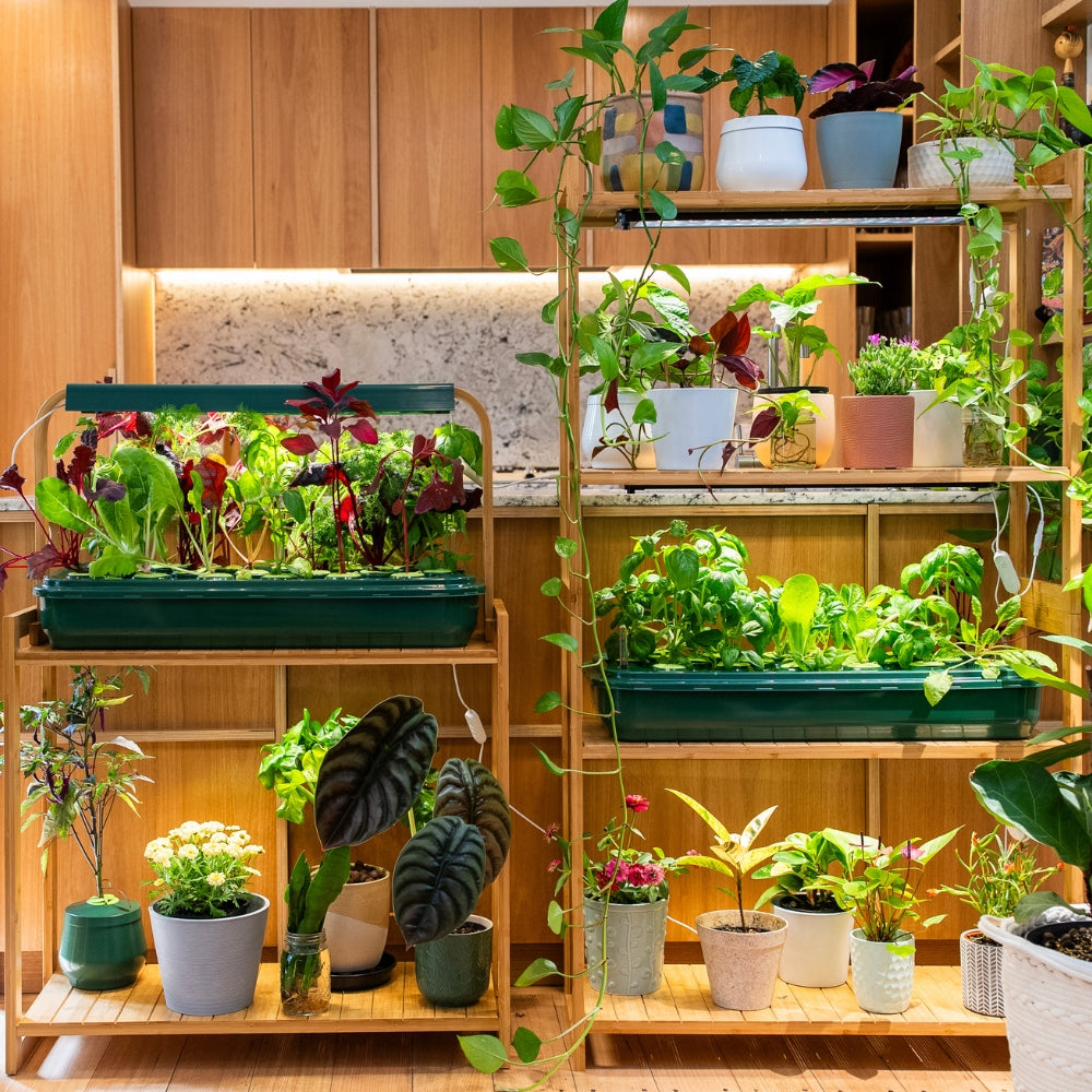gathera hydroponic herb gardens growing fresh herbs indoors