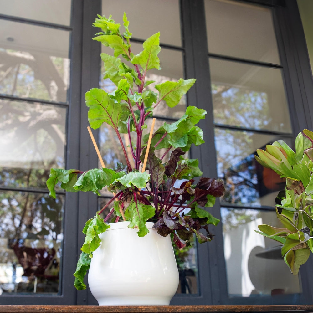 heirloom-planter-kratky-pot-with-chilli-growing-and-roots-being-displayed-by-female-model