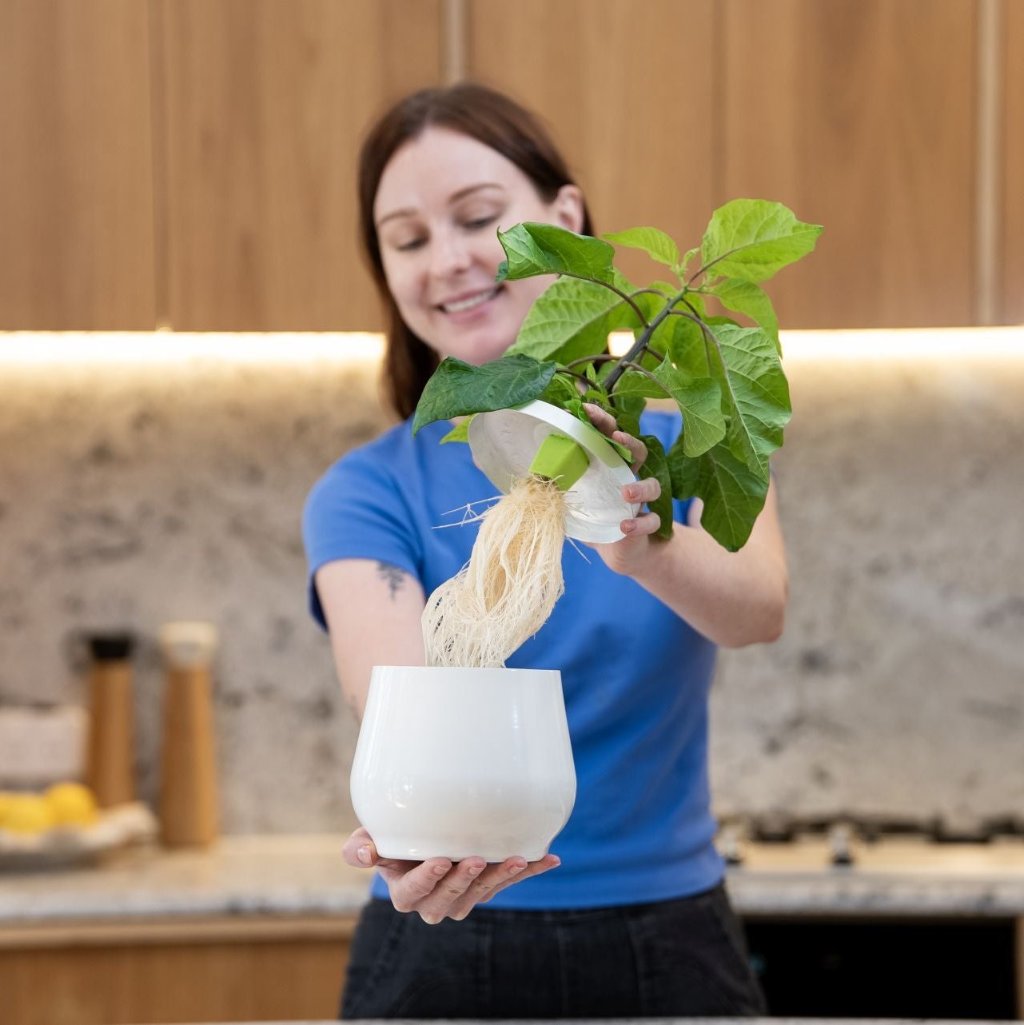 10L heirloom planter growing silverbeet via the kratky hydroponic method