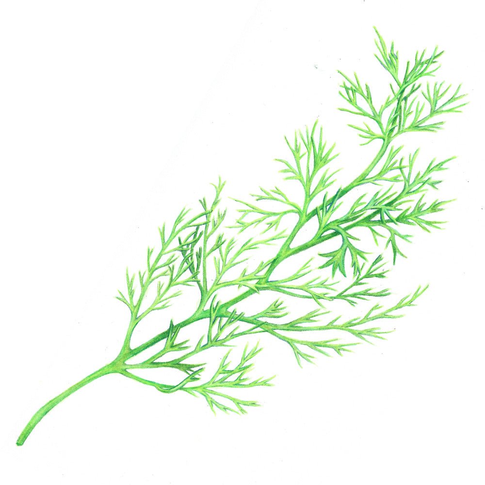 Dill Seeds