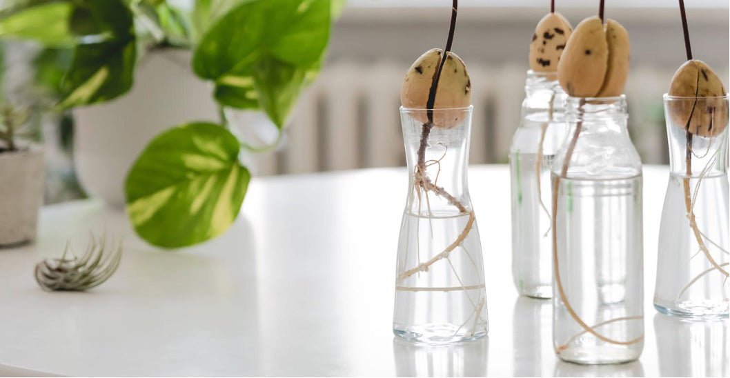 How To Grow Avocado Indoors - gathera
