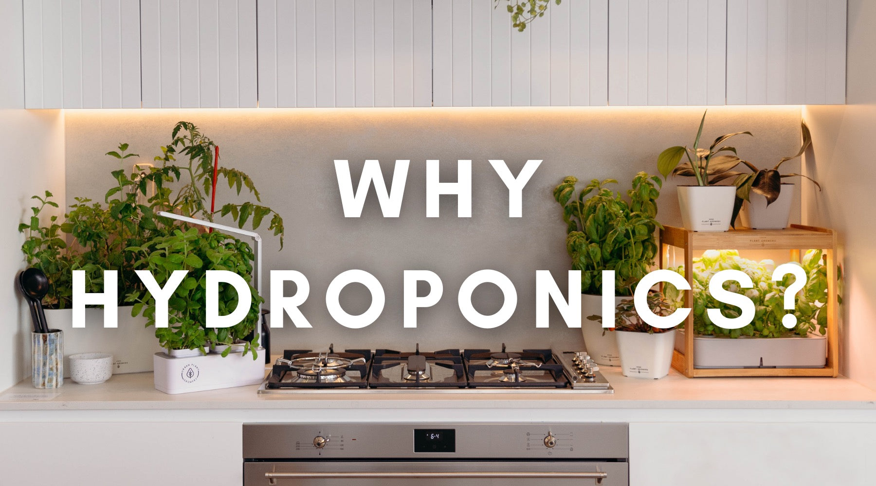 kitchen bench with food growing in hydroponic set up with text overlaid "why hydroponics"