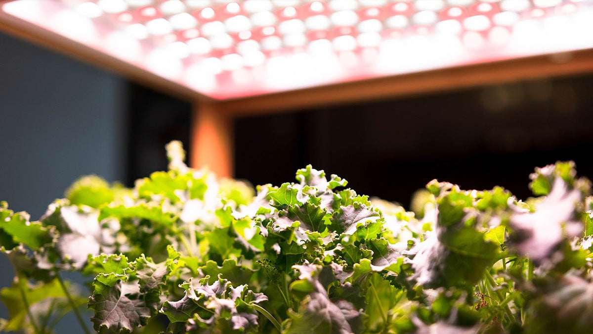 Hydroponic plants growing quickly under grow lights