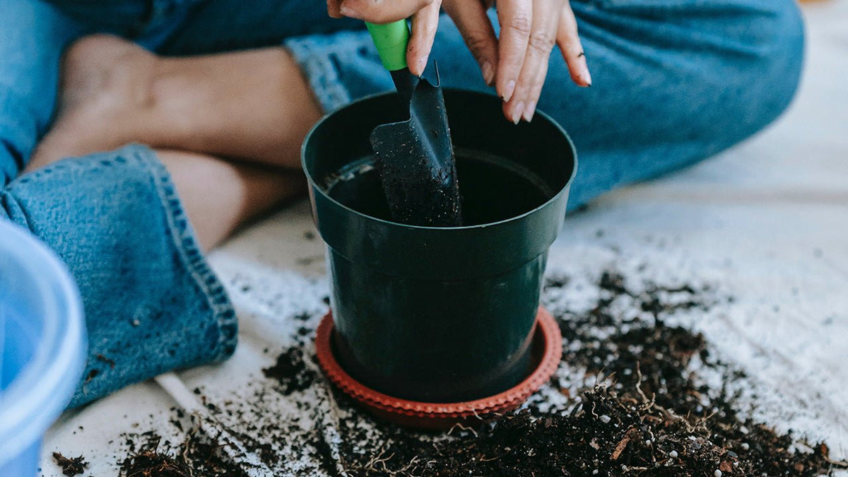 Propagated cutting being planted into soil