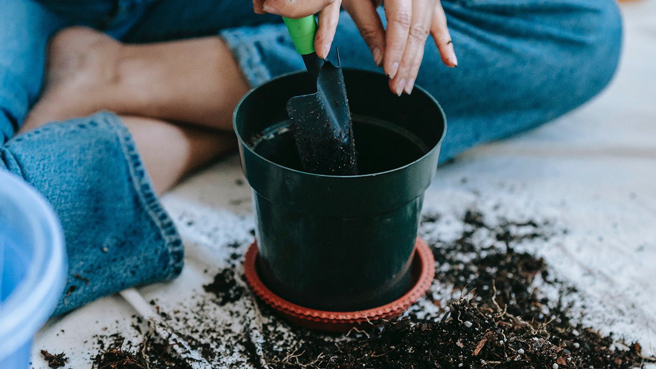 How To Transplant Propagations Into Soil