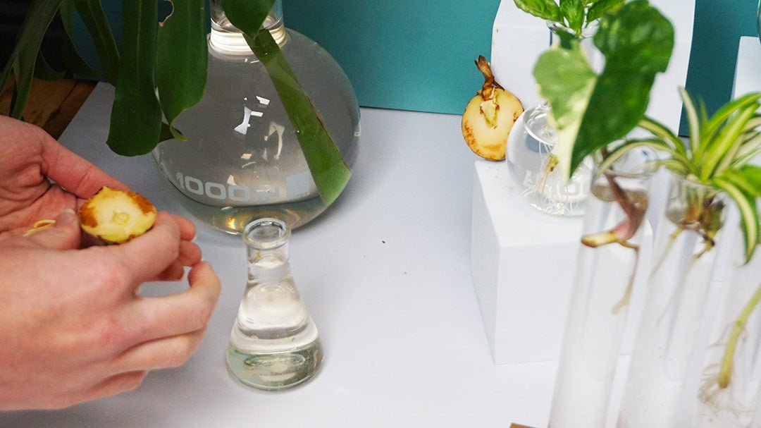 Cuttings of indoor plants and herbs rooting in water