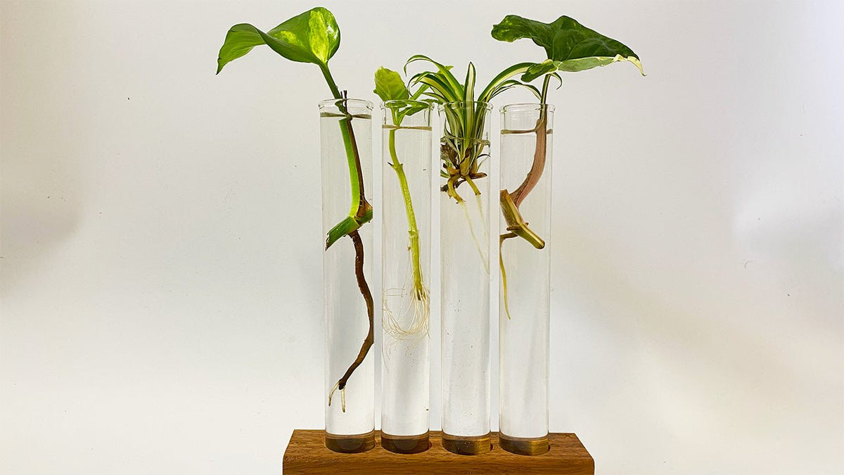 Propagated plant cuttings in water