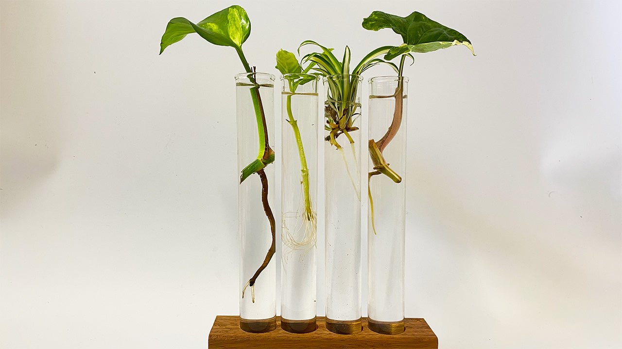 Why Should I Propagate My Plants?