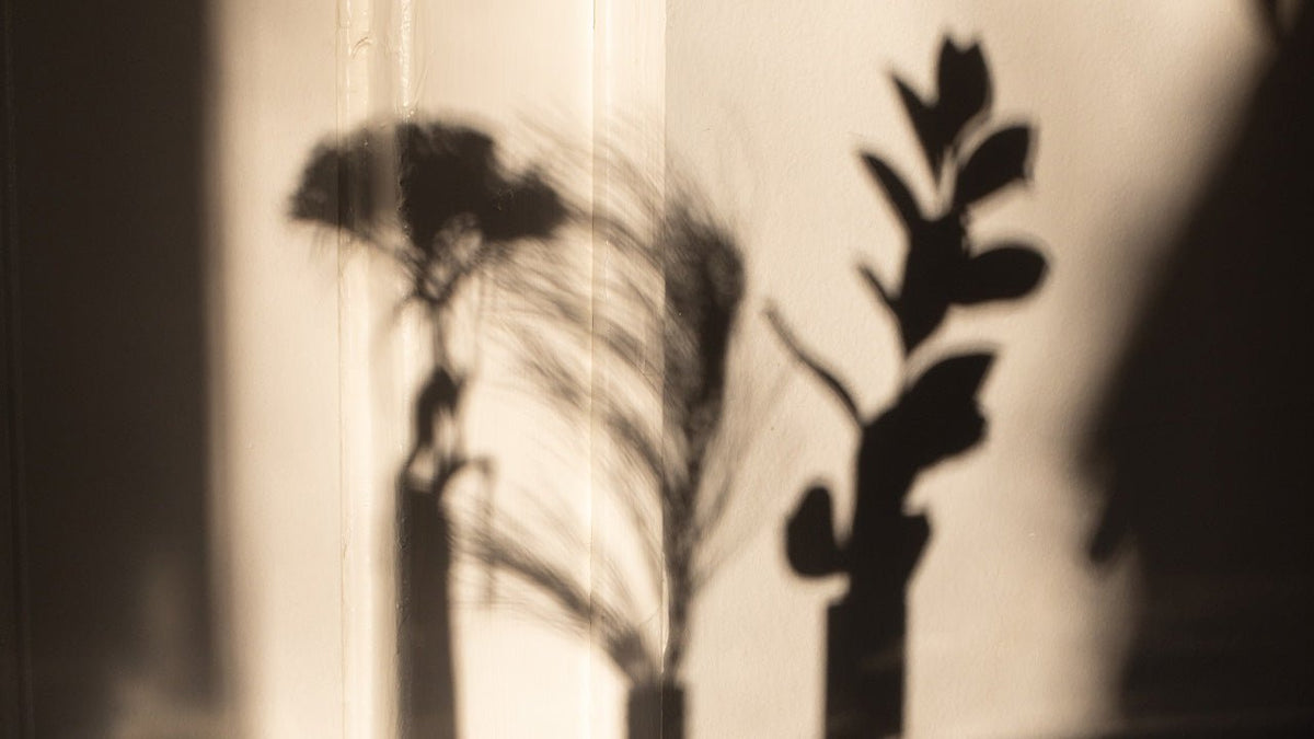 Shadow of a plant on a wall