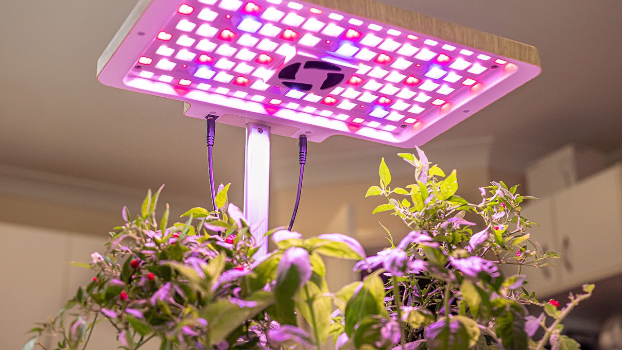 How Much Light Do Plants Need? gathera