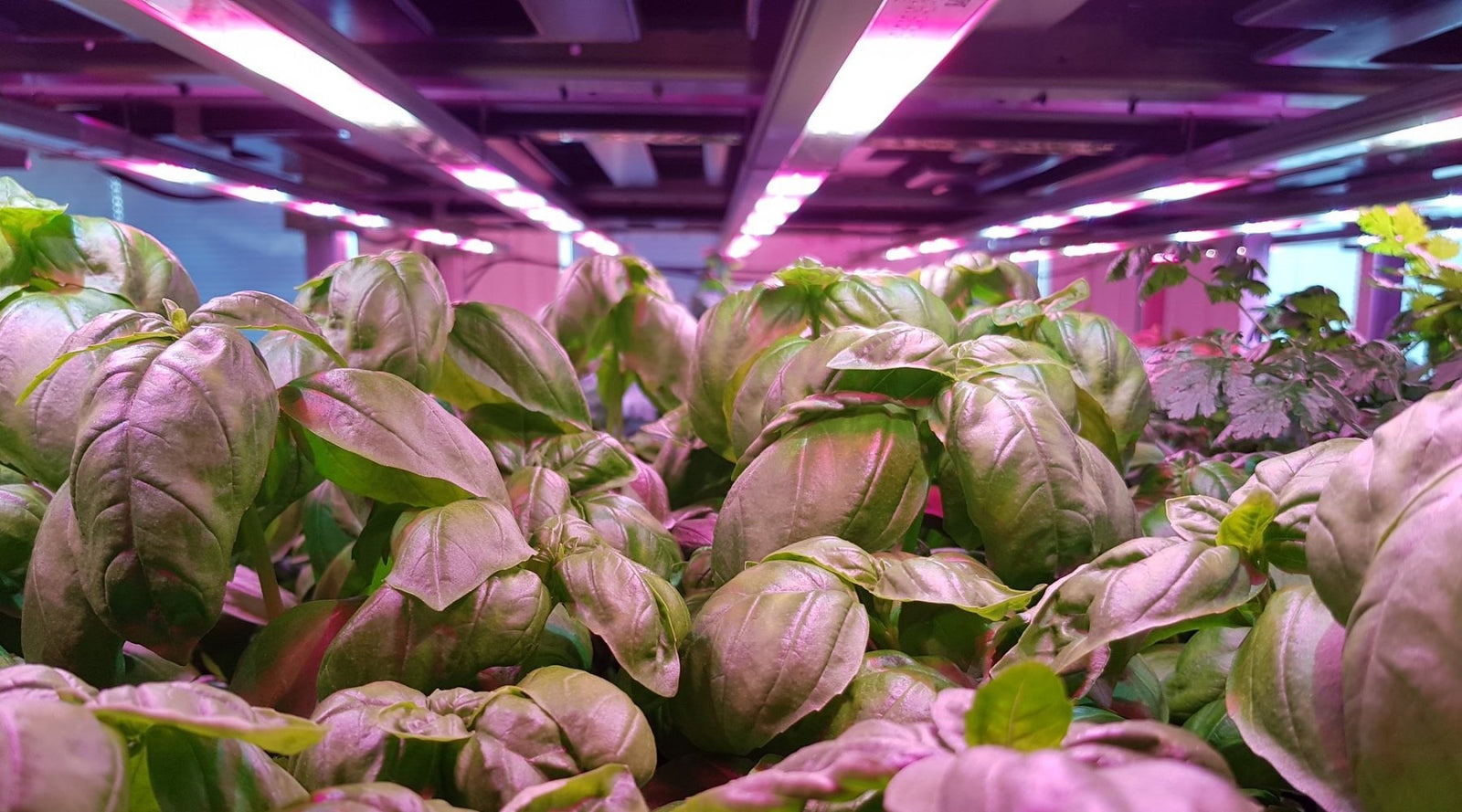 basil growing indoors under purple hydroponic lights