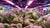 basil growing indoors under purple hydroponic lights