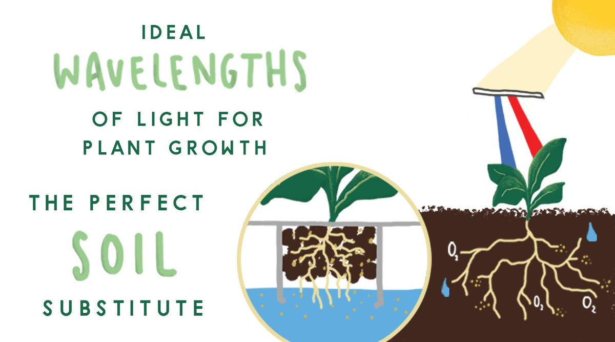 Diagram of light and growing medium in hydroponics