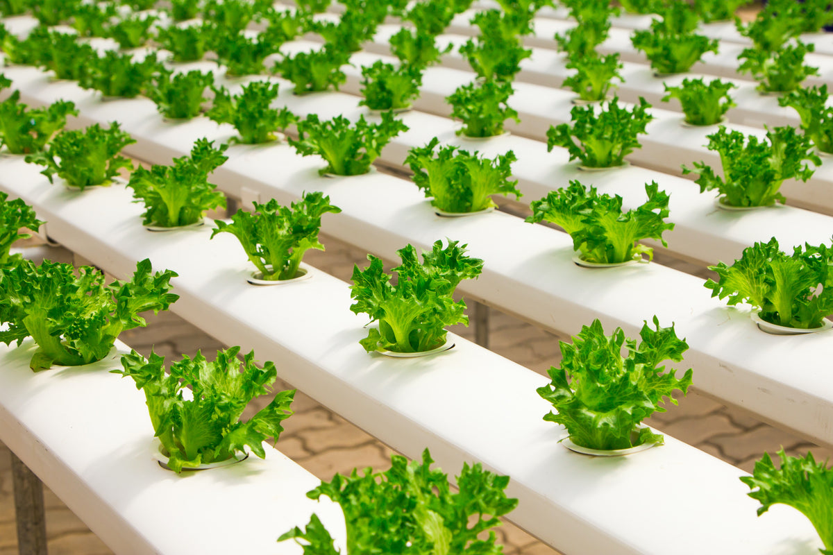 Hydroponic plants growing indoors