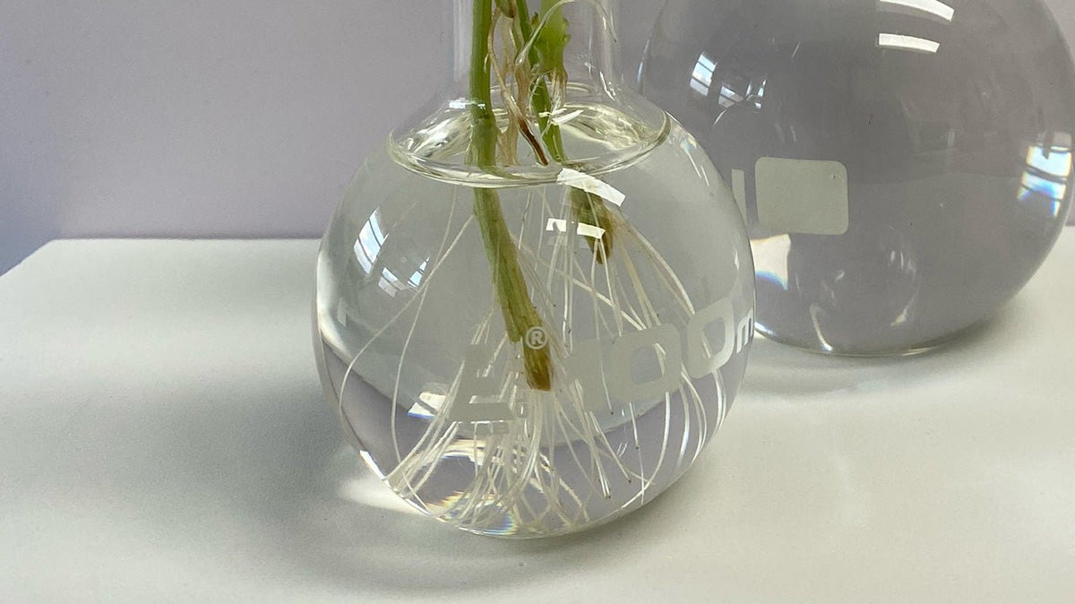 Plant cuttings rooting in glass vials of water