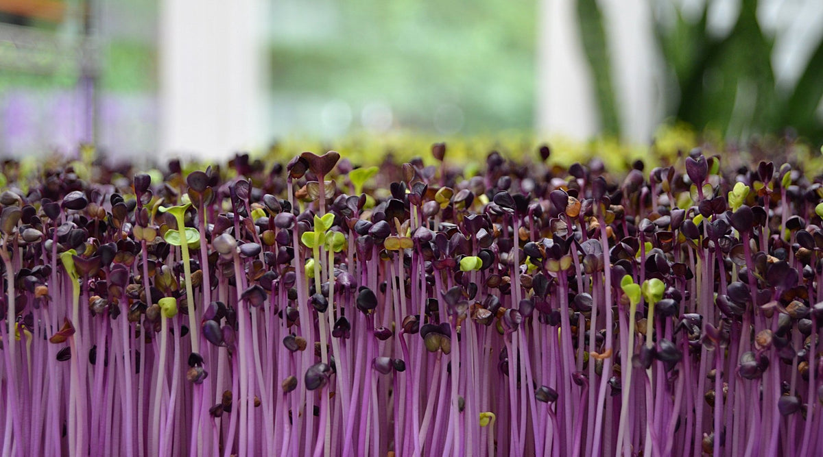 Purple seedlings germinating in a hydroponic garden