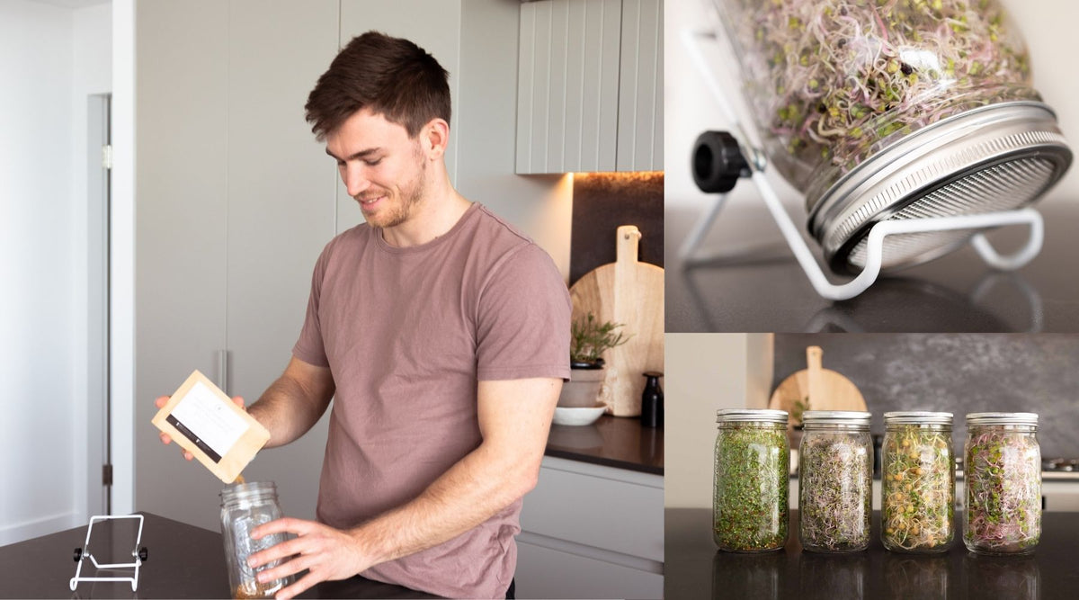 growing sprouts at home DIY