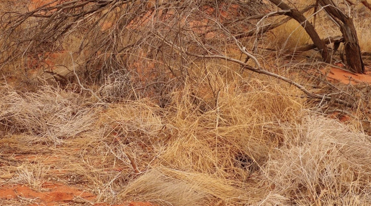 Australia's Water Woes