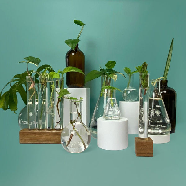 Plant Propagation Collection  Tests Tubes, Stands, Flasks