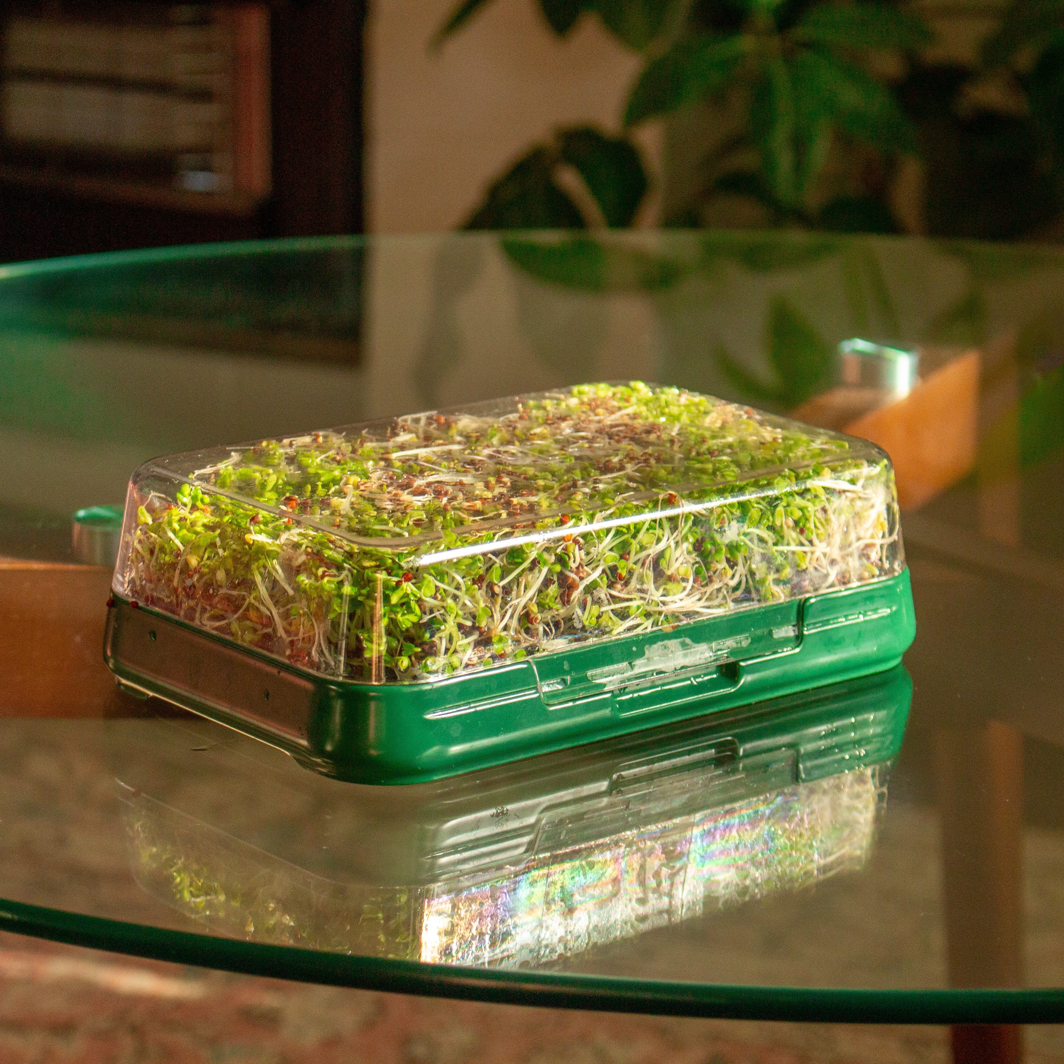Sprouts | Urban Plant Growers
