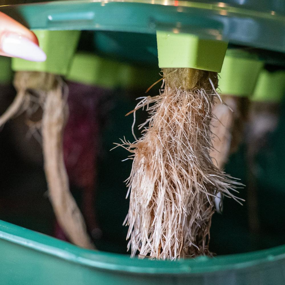 Sun Garden | The biggest indoor hydroponic garden - gathera