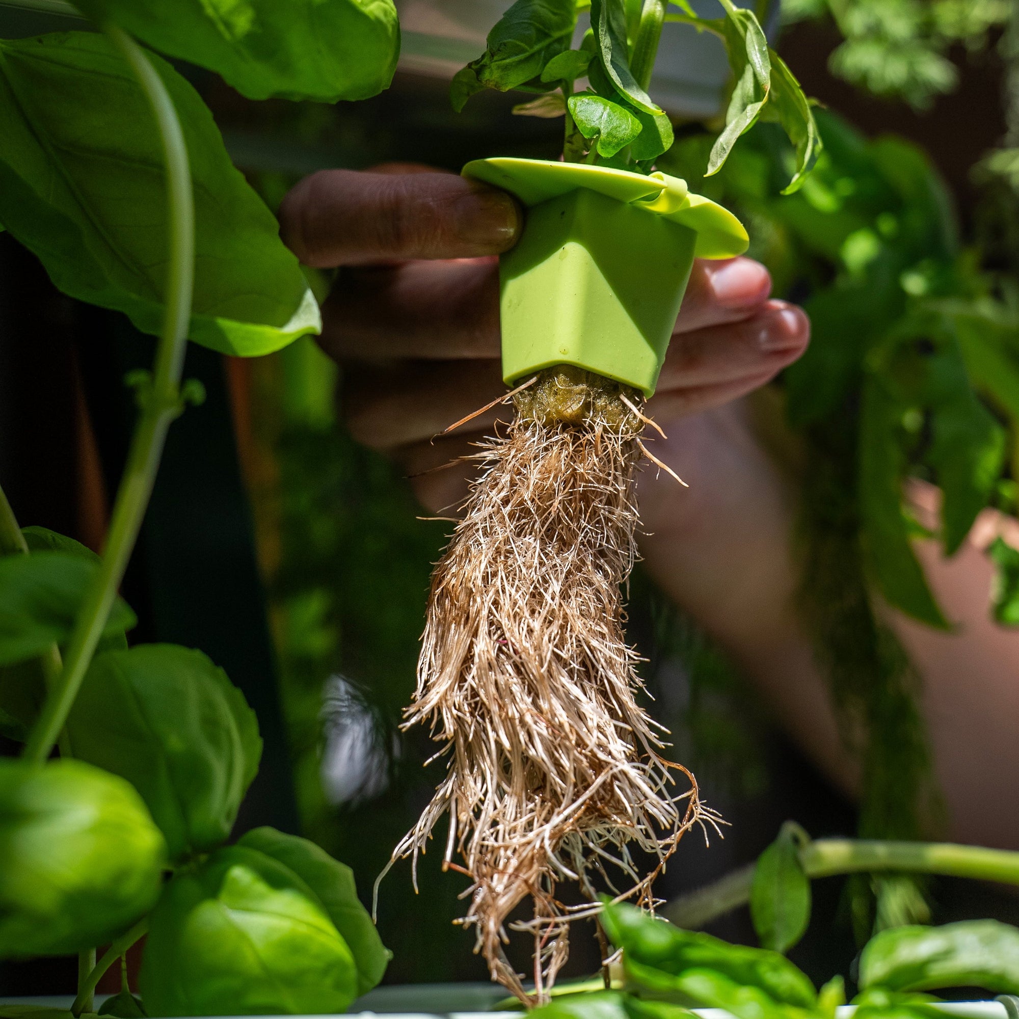 Heirloom garden | Outdoor Hydroponic Kit