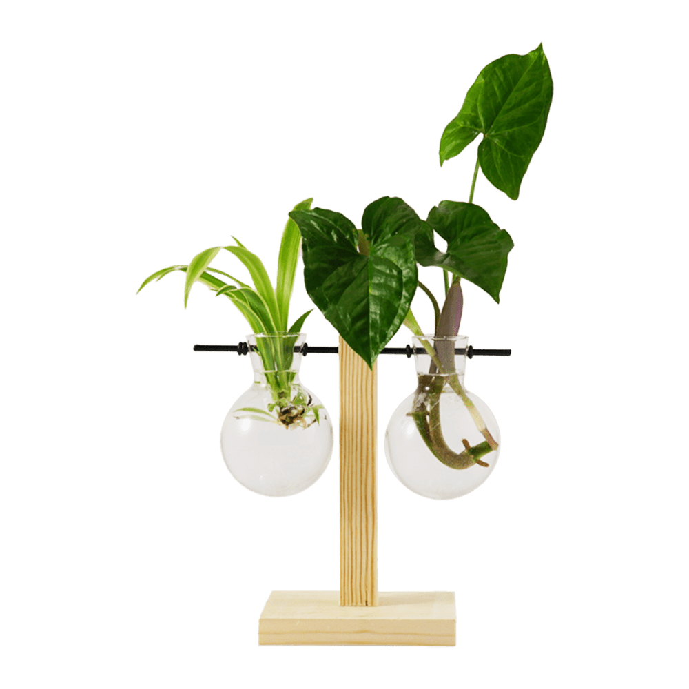 Plant Propagation Station | Glass and wood decorative vases