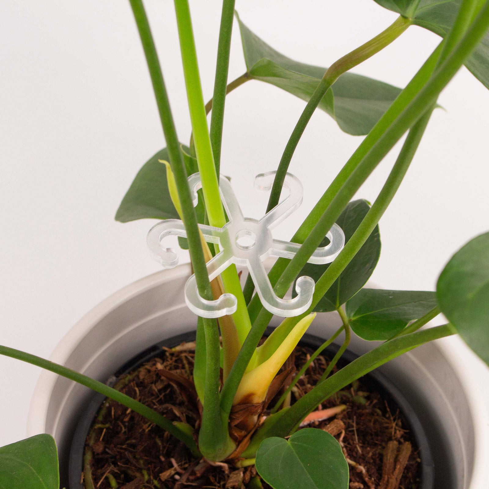 Houseplant Stem Supports