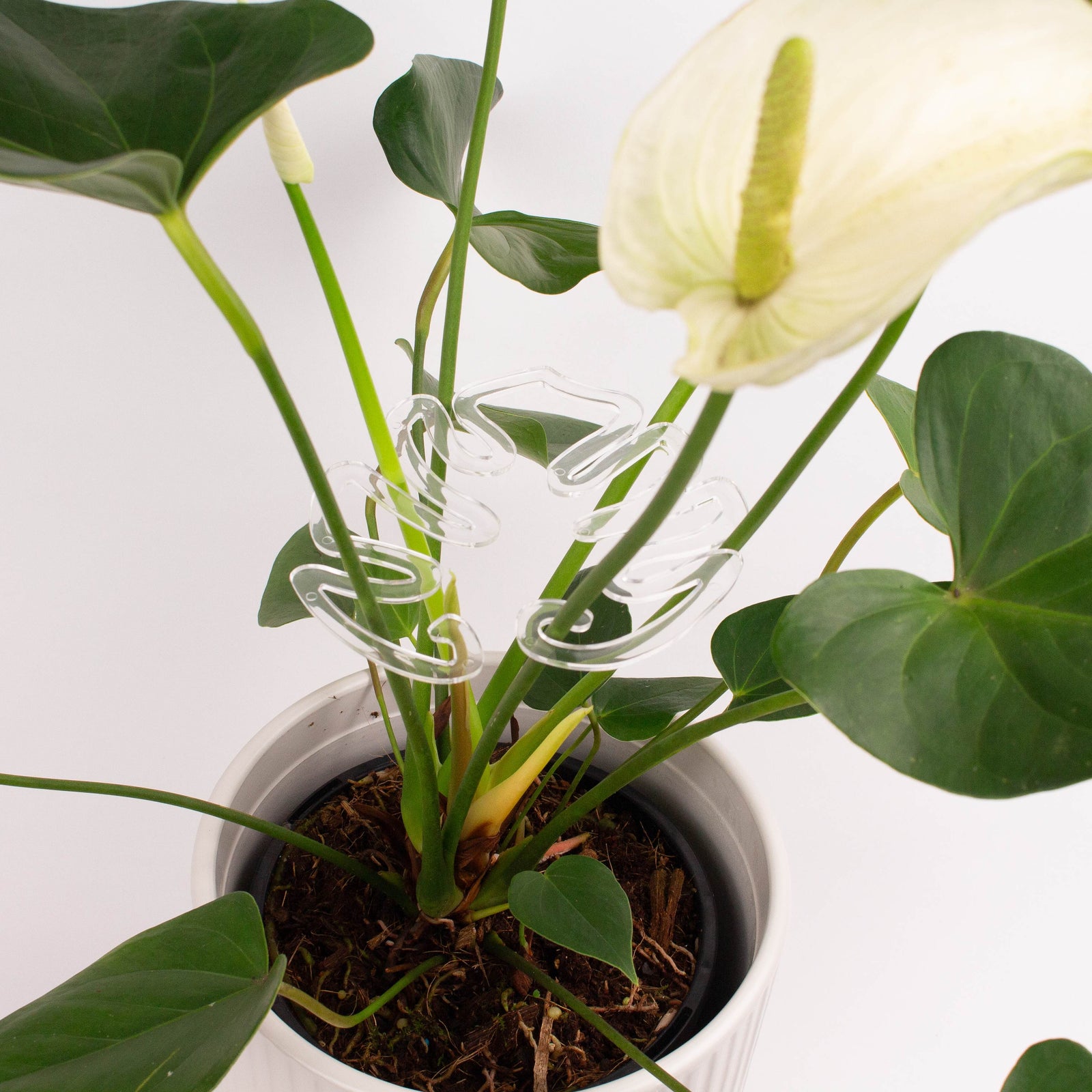 Houseplant Stem Supports