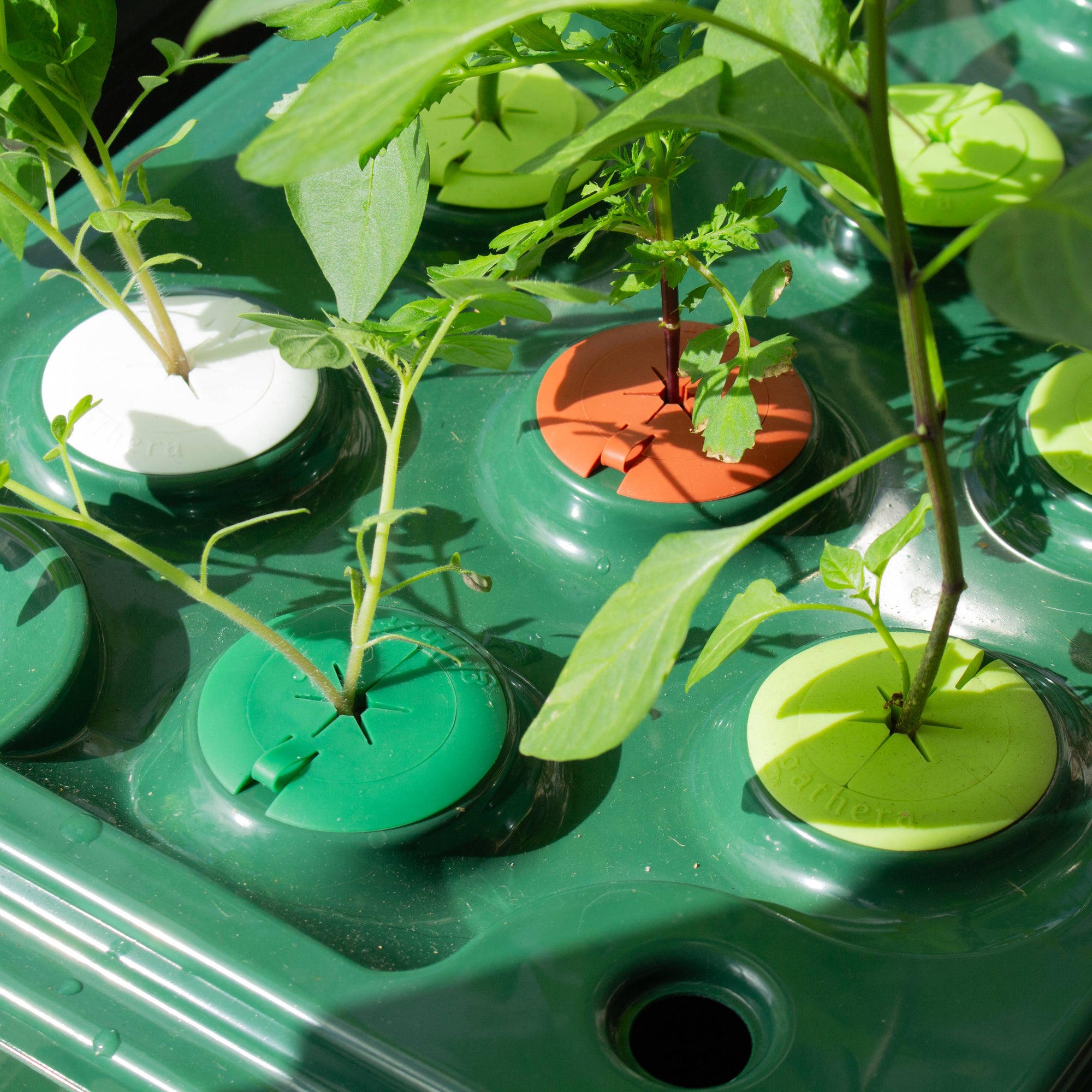 planting cups for hydroponics Hydroponic Net Cup with Algae Guard | Antibacterial Silicone