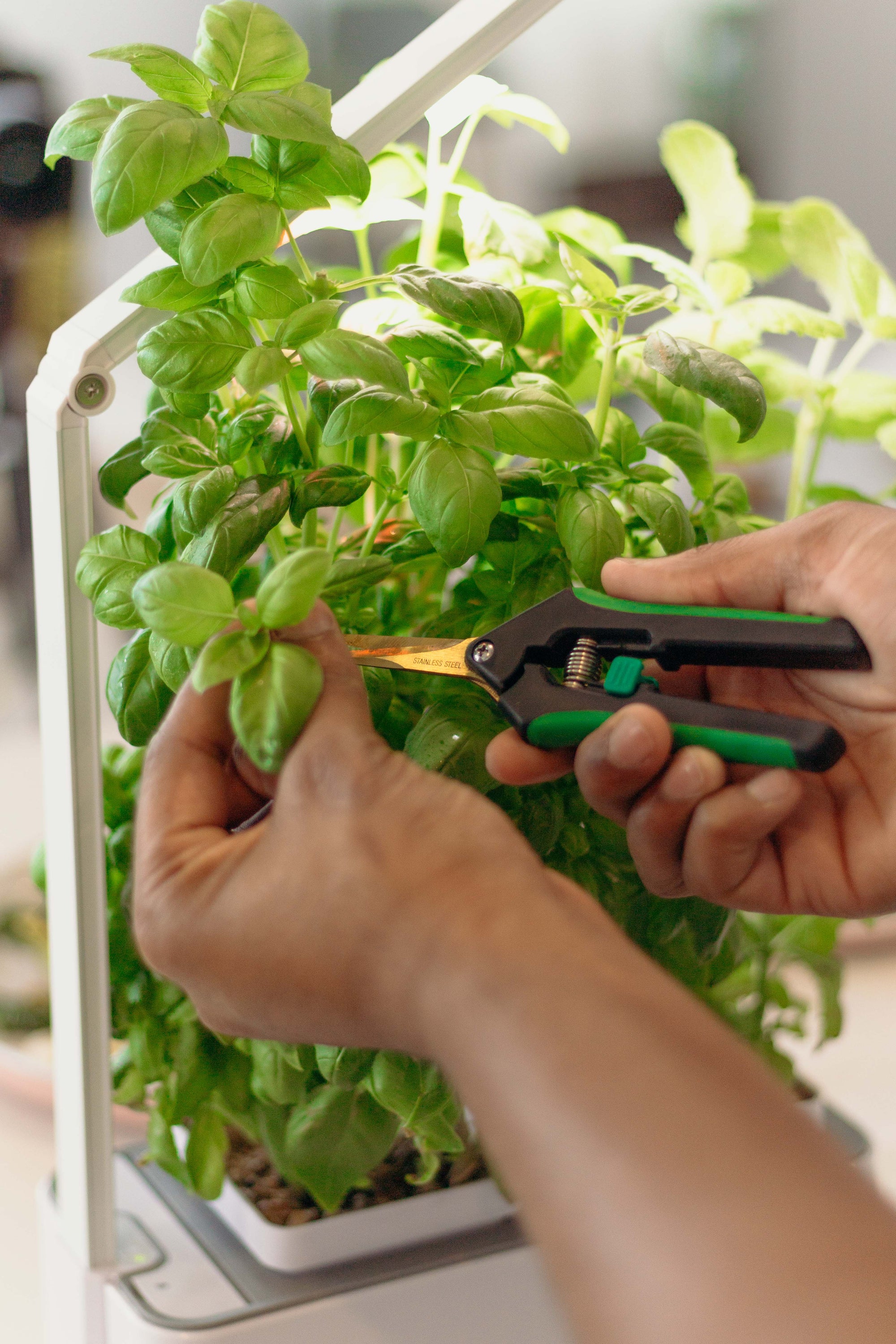 Indoor Smart Garden | Beginner hydroponic gardening kit