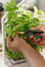 Indoor Smart Garden | Beginner hydroponic gardening kit