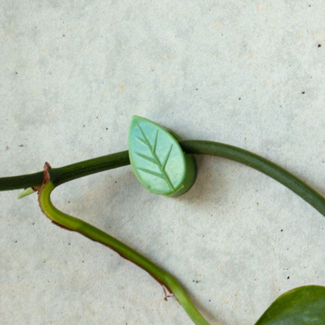 Plant-leaf-clip-with-vine-in-it-from-devils-ivy