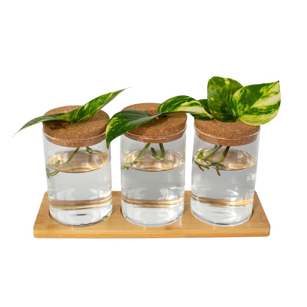 Plant Propagation Station | Glass and wood decorative vases