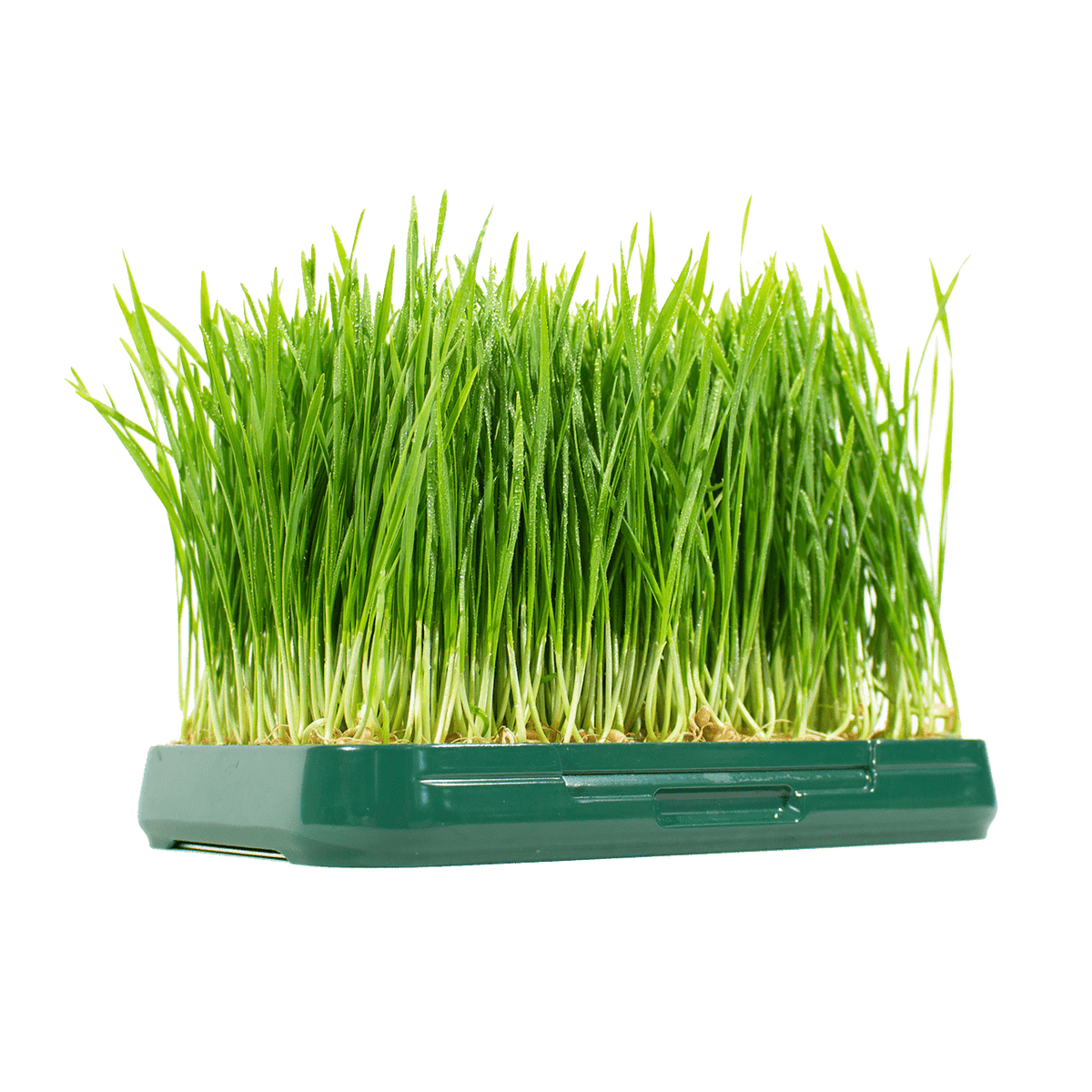 Sprouthouse | Microgreen kit with reusable steel mesh