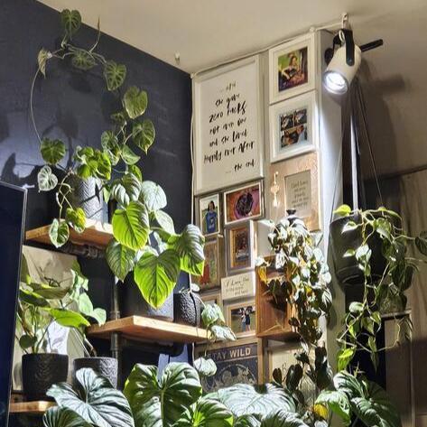 sun bulb lighting up indoor plants at home