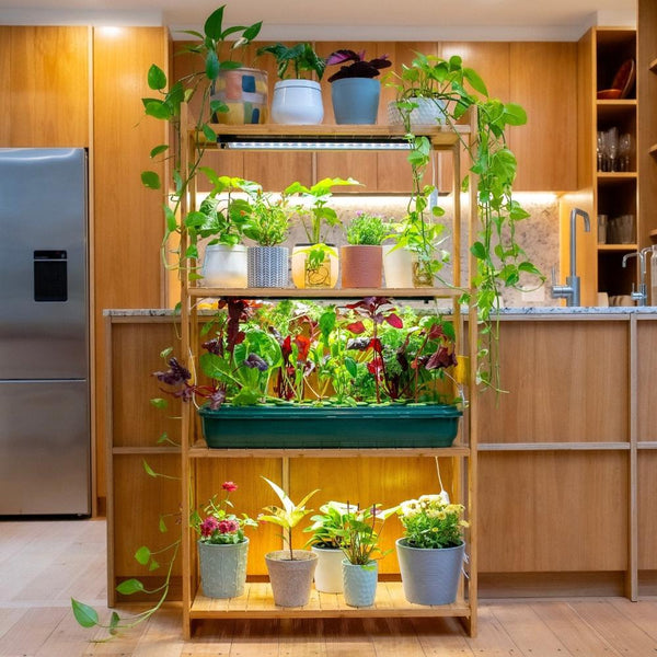Indoor herb garden with light store