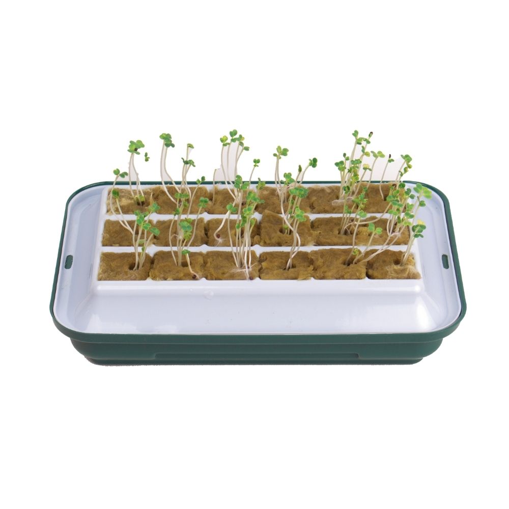 Greenhouse Seedling Tray