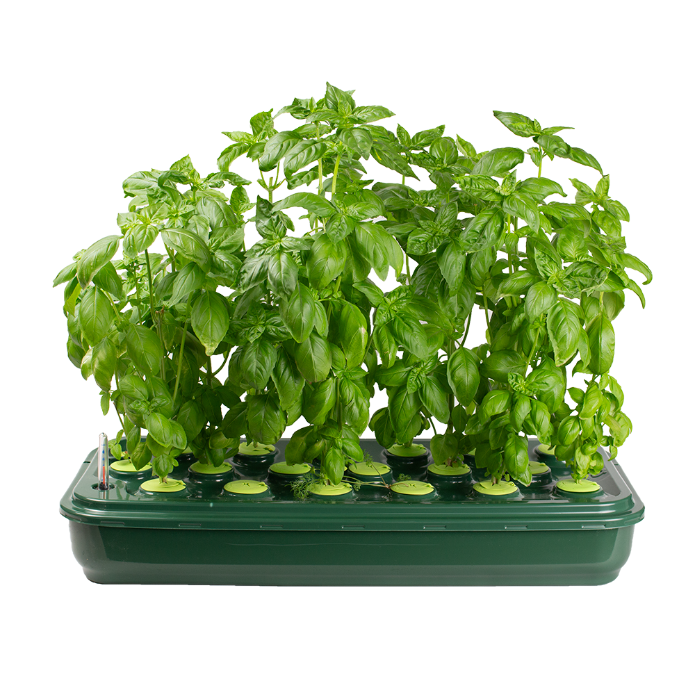 Heirloom Basin | 20L hydroponic basin with premium net cups