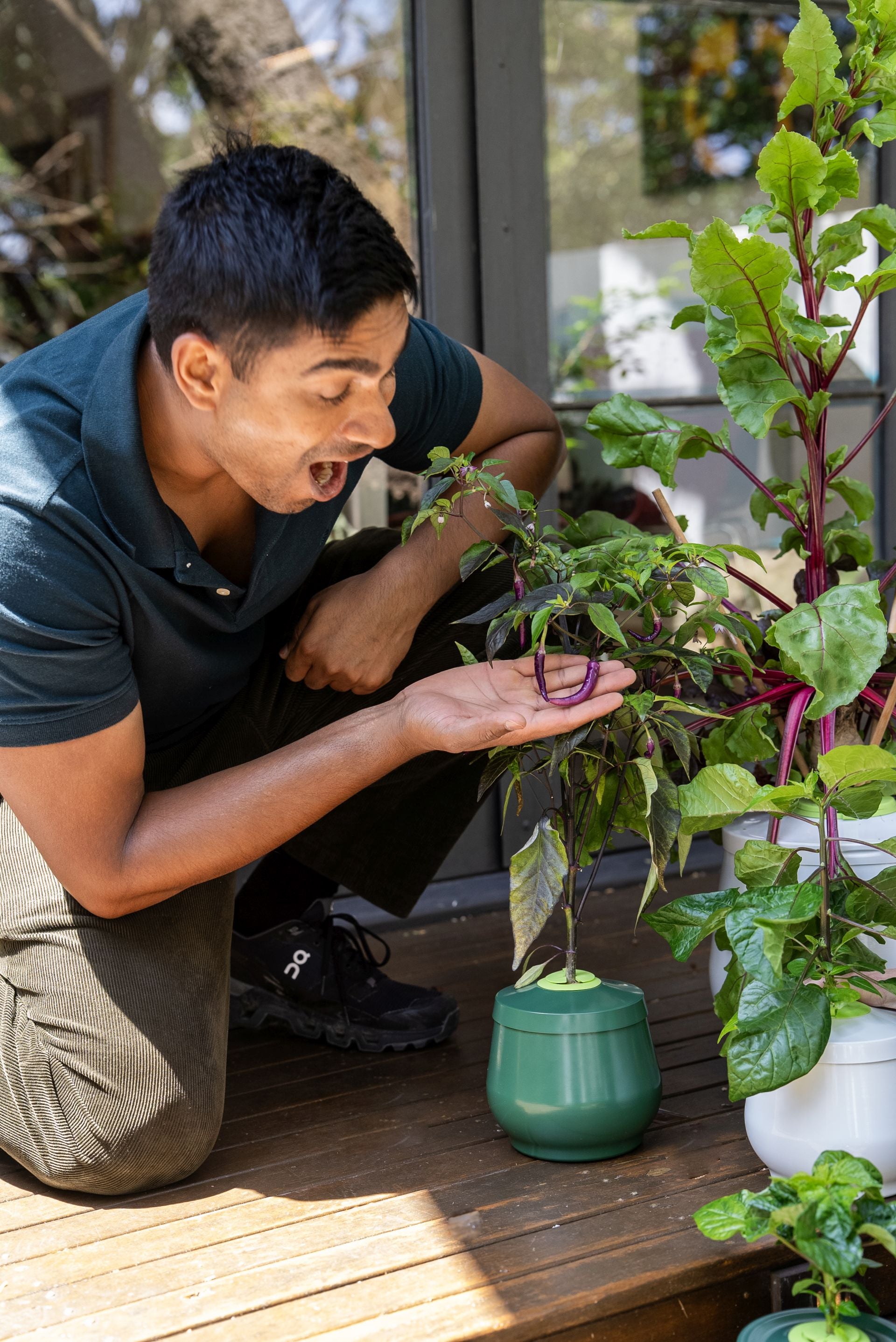 male-model-showing-chilli-growth-on-heirloom-planter-2L-kratky-pot