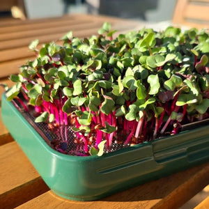 sprouthouse_on_wooden_table_with_red_radish_growing