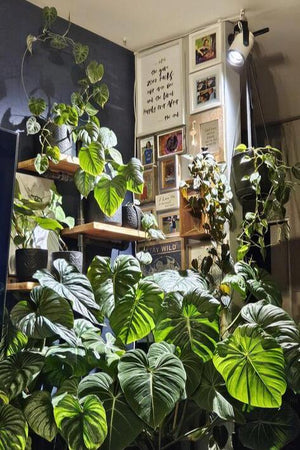 sun bulb lighting up indoor plants at home