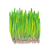 Wheatgrass Seeds